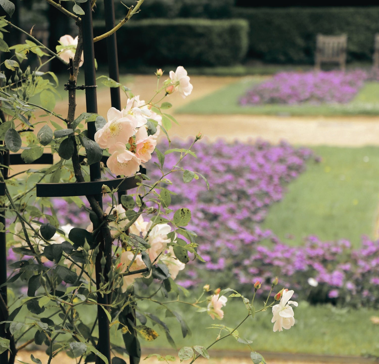 Rosenschilder
